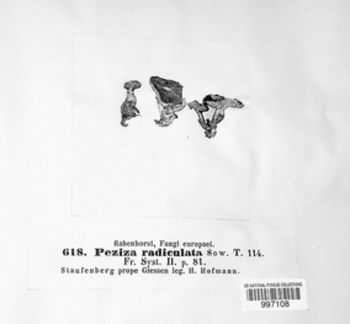Sowerbyella radiculata image
